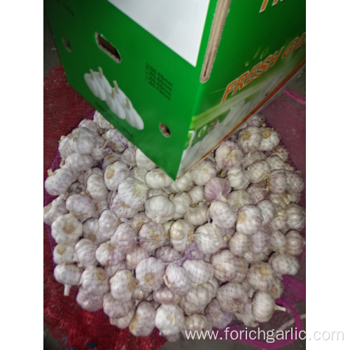 Normal White Garlic Crop 2019 Jinxiang